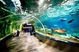 Antalya Aquarium Tour for kids watching tropical fish