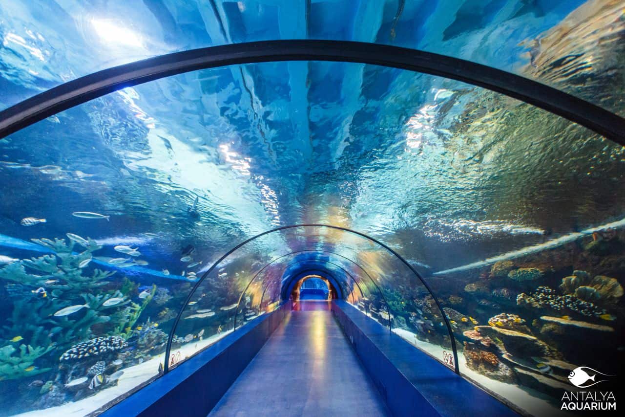 Walking through the famous Antalya Aquarium Tour underwater tunnel